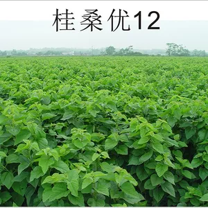 Mulberry Tree Seedling Guangxi Gui Sang You 12 Mulberry Seeds for Sericulture thumbnail-5