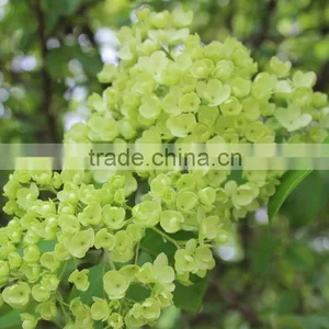 Newest Best-Selling Popular Lime Green Hydrangea Flower thumbnail-2