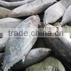 Whole Round 1000g up Frozen Belted Bonito Sarda Orientalis Tuna Fish thumbnail-3