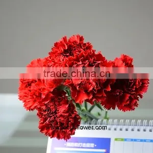 Decoration Weddings High Quality Carnation With Good Packaging Superbly Natural Carnation Flowers thumbnail-6