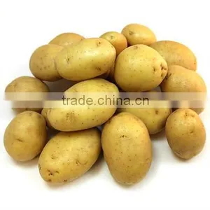 Export Quality Potatoes From India thumbnail-1