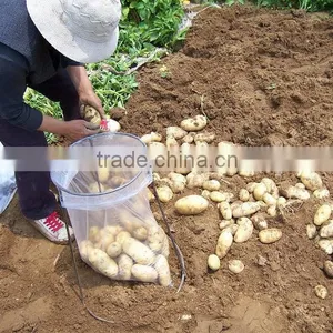 2015 New Crop of Fresh Potato Wholesales Price thumbnail-6