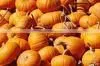 PUMPKIN thumbnail-1