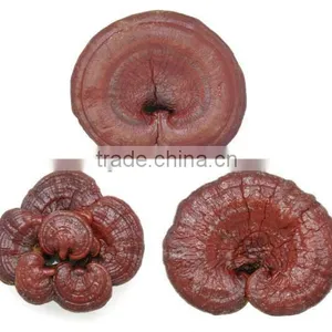 Qingdao BNP Supply High Quality Reishi Mushroom Extract thumbnail-1