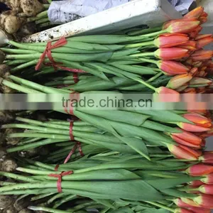 Fresh Cut Tulips Flowers thumbnail-1
