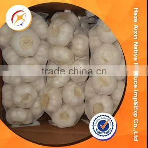 Fresh Violet Garlic thumbnail-2