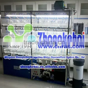 Zebra Fish and Amphioxus for Aquaculture System thumbnail-5
