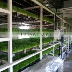 BK Conveyor Culture thumbnail-5