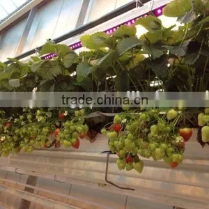Waterproof IP65 36w Cheap Grow Lights for Indoor Plants thumbnail-5