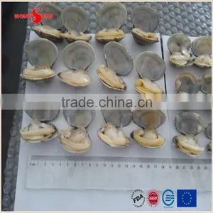 Frozen Boiled V-packed Baby Clam thumbnail-2
