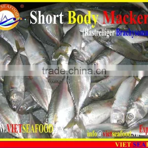 FROZEN SHORT BODY MACKEREL WHOLE ROUND thumbnail-1
