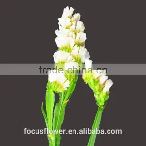 Artificial Plants Statice White Cut Fresh Flowers For Gathering thumbnail-1