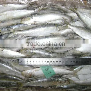 Good Quality Frozen Sardine Seafood Fish thumbnail-1