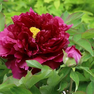 Red Peony Seedling Peony Plant thumbnail-1