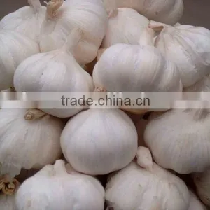 Chinese Snow White Garlic thumbnail-1