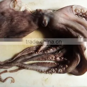 Octopus thumbnail-1
