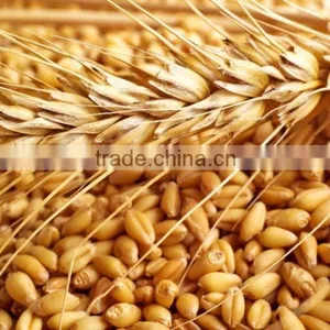 WHEAT thumbnail-5