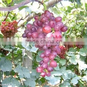 Grapes thumbnail-1
