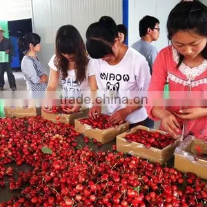 Bagged 18 Degree Sugar Content of China Fresh Cherries thumbnail-2