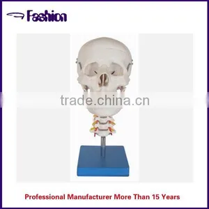 Skull Model thumbnail-1