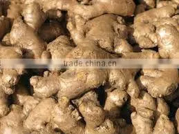 New Crop Ginger thumbnail-1