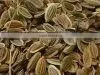 DILL SEED thumbnail-1