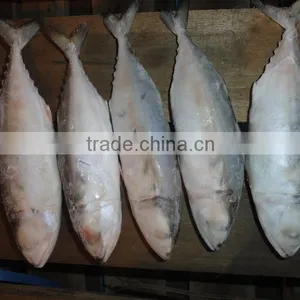 FROZEN INDIAN MACKEREL WHOLE ROUND thumbnail-1