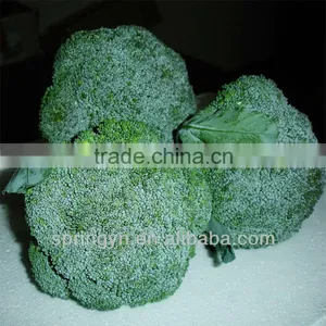 Green Broccoli From China thumbnail-1
