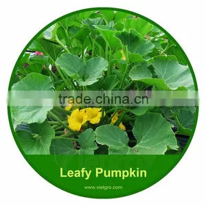 High Yield OP Pumpkin Seeds For Collecting Leafs VGPL 04 thumbnail-1