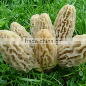 Morchella Esculenta Morel Morels Mushroom Dried Fresh Pure Natural Edible Mushrooms Yellow Morel, True Morel,Made in Turkey thumbnail-3