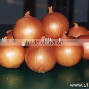 Fresh Red Onion and Yellow Onion With Wholesales Price thumbnail-1