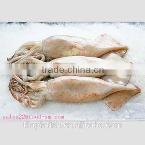 Whole Round Illex Squid thumbnail-1