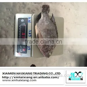 Frozen Tilapia Price thumbnail-1