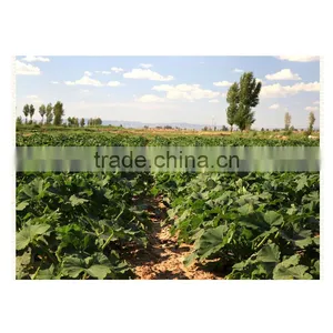 Wholesale Chinese Organic Pumpkin Seeds Without Shell Grade AAA thumbnail-5
