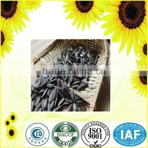 Export Big Size Chinese Sunflower Seeds thumbnail-6