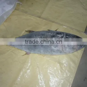Frozen Yellowfin Tuna Whole thumbnail-2