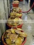 Live Pacific Scallop thumbnail-1