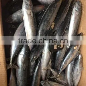 Sea Frozen Bonito Tuna thumbnail-3