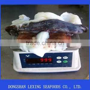 Frozen Giant Squid Neck thumbnail-1