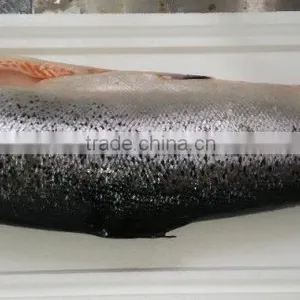 Atlantic Salmon thumbnail-2