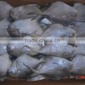 White Pomfret thumbnail-1