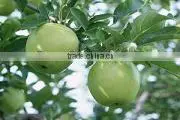 Apple Polyphenols Extract thumbnail-1