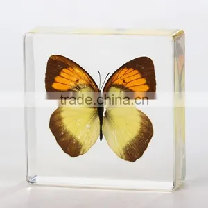 New Design Paperweight With Real Butterfly thumbnail-1