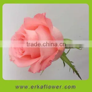 Pure and Mild Flavor Top Sell Wedding Flower Rose thumbnail-5