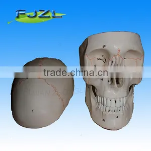 3parts Plastic Skull Skeleton Model/pvc Skull Model /Classic Human Skull Model With Opened thumbnail-3