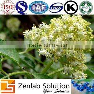 Elderberry Powder Sambucus Williamsii Hance Extract thumbnail-5