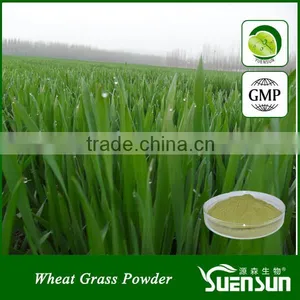 High Quality Wheat Grass Juice Powder thumbnail-1
