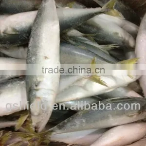 New Fishing Frozen IQF 60-70g Pacific Mackerel in 2016 thumbnail-4