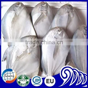 Frozen White Pomfret Fish thumbnail-2