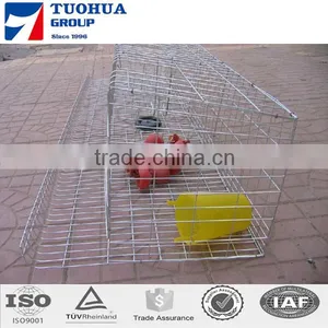 A Type Chicken Cage,layer Poultry Cages for Kenya Farms thumbnail-3